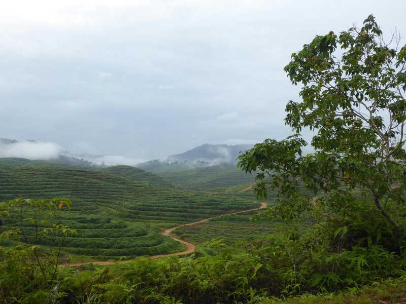 We saw lots of these terraces before things became more jungly again. A pleasantly cool day!
